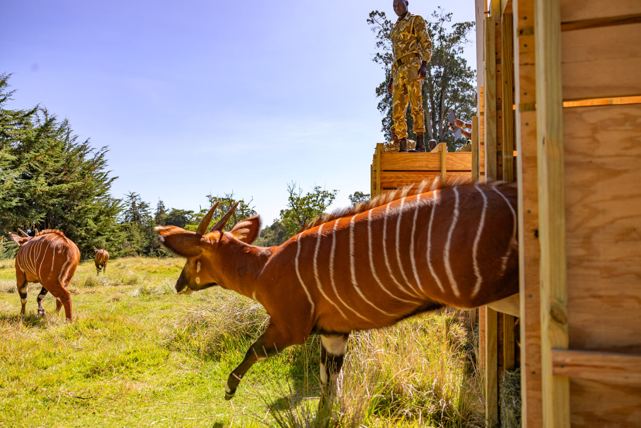 Endangered Bongos Flown to Kenyan Sanctuary